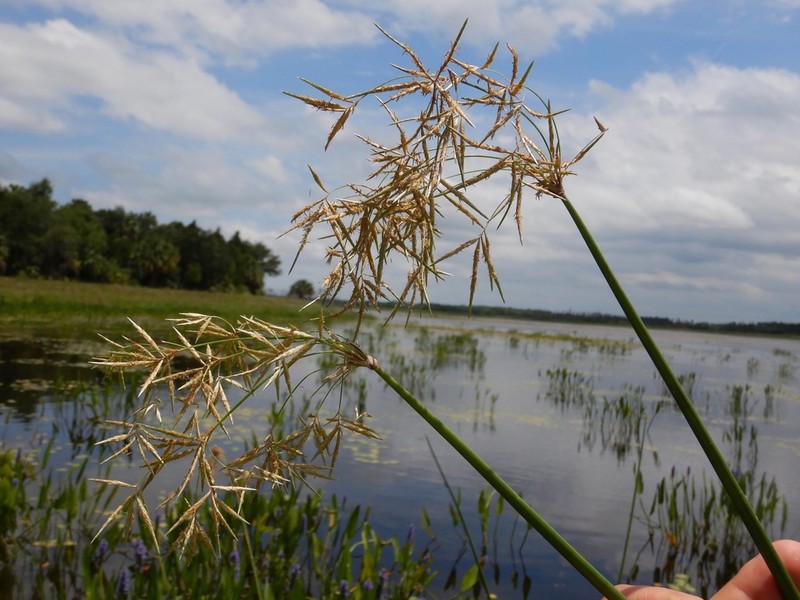 Jointed Flatsedge photo 2