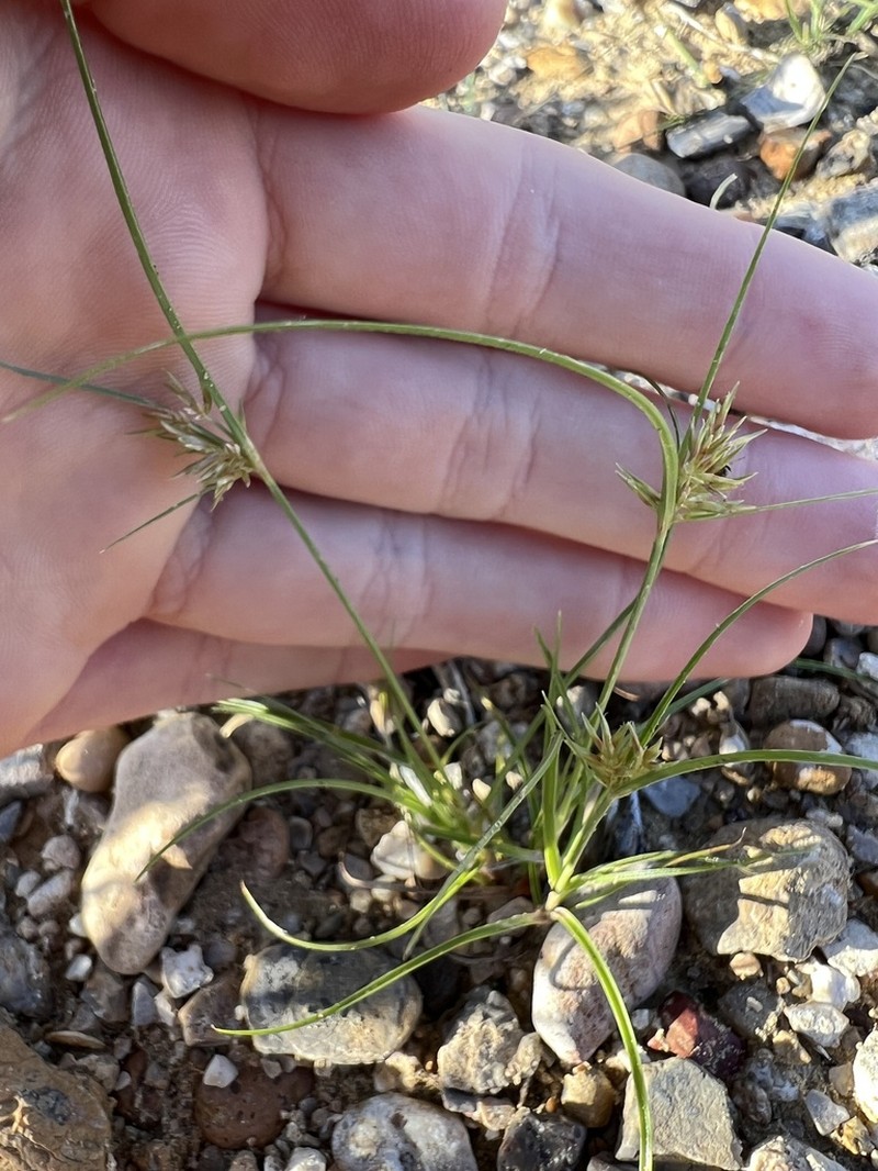 Jointed Flatsedge photo 3