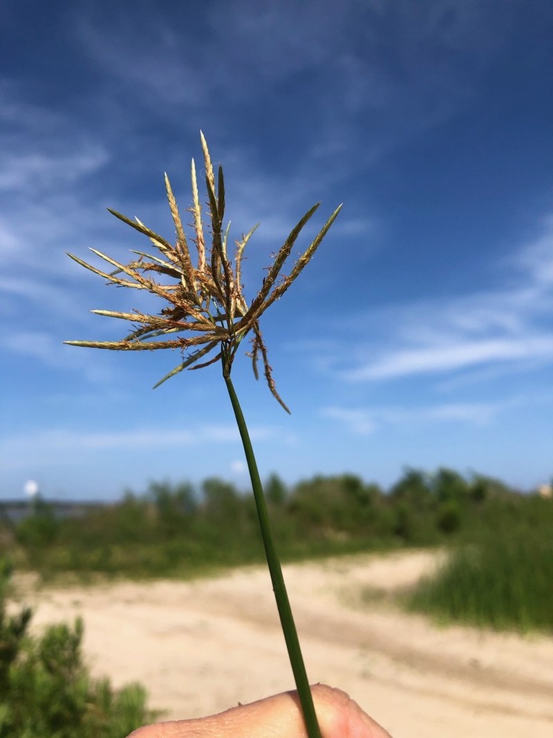 Jointed Flatsedge photo 5