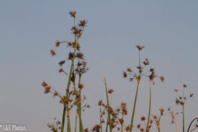 Jointed Flatsedge photo 6