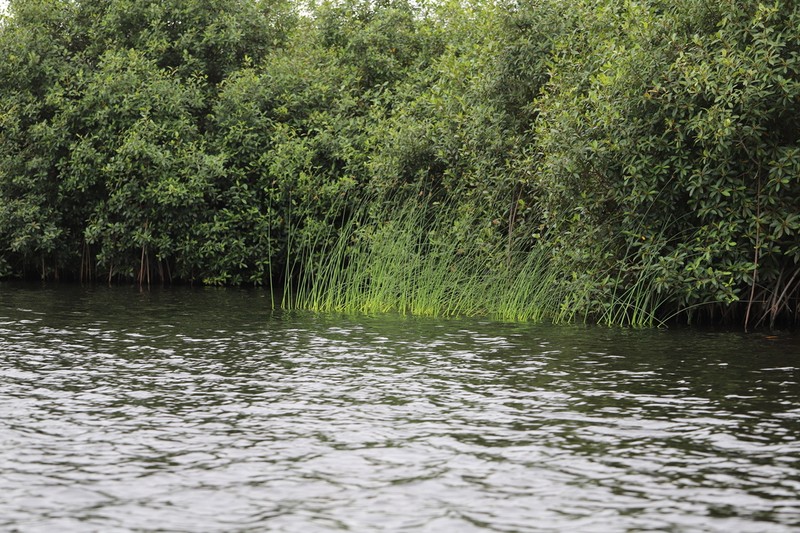 Jointed Flatsedge photo 7