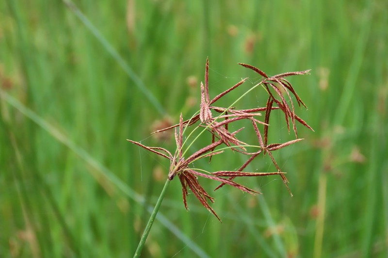 Jointed Flatsedge photo 8