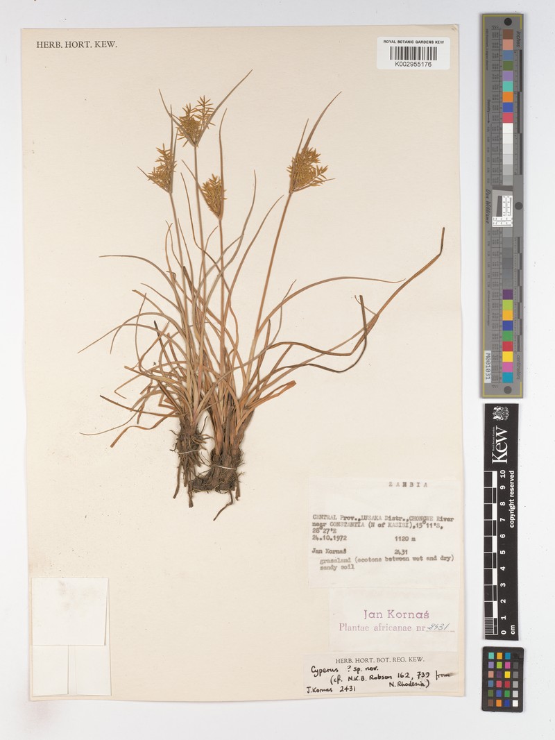 Cyperus aureospicatus