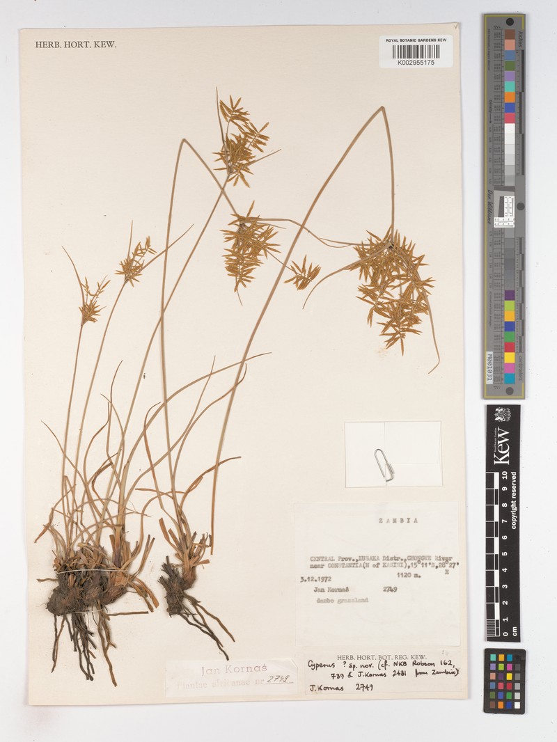 Cyperus aureospicatus photo 2