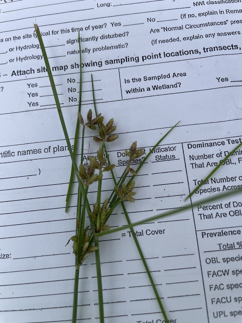 Slender Flatsedge