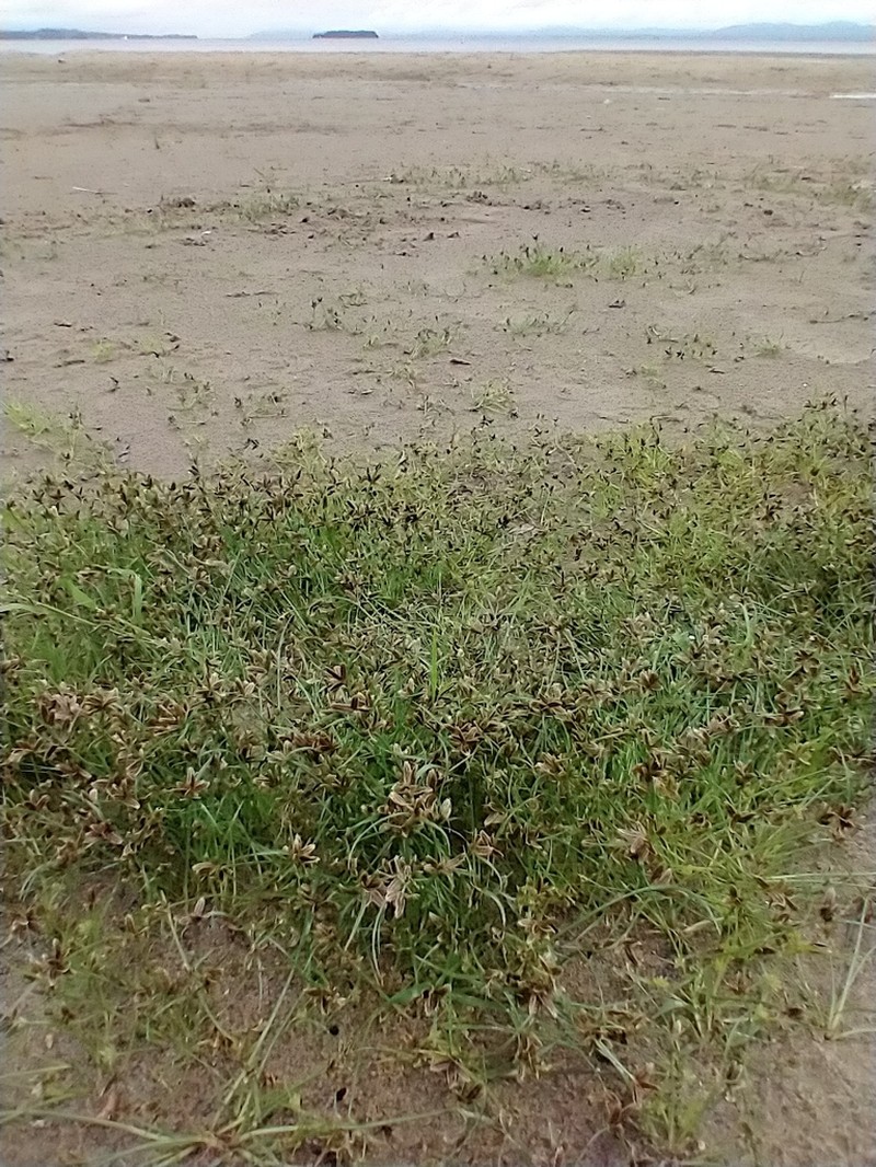 Slender Flatsedge photo 2