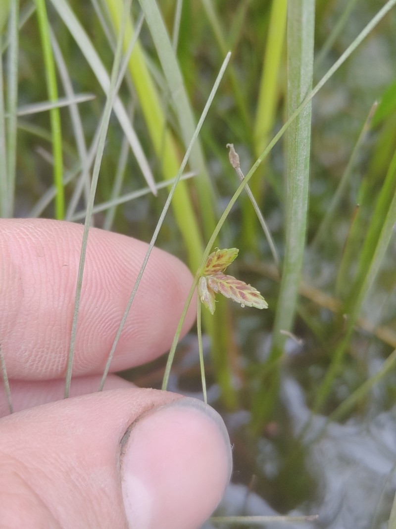Slender Flatsedge photo 3