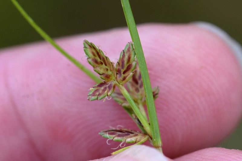 Slender Flatsedge photo 4