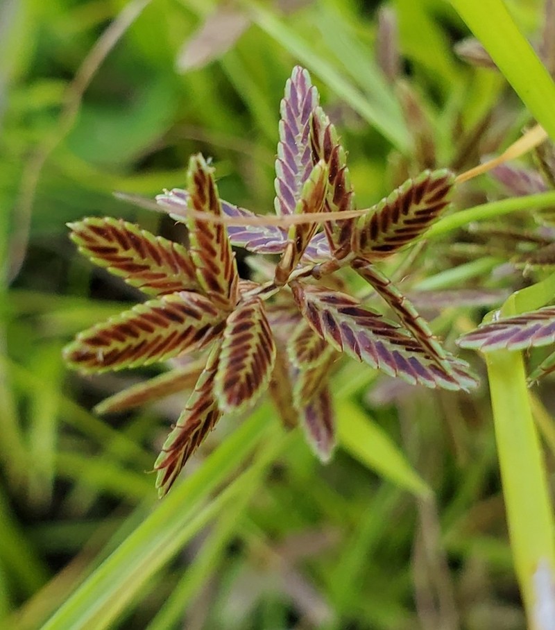 Slender Flatsedge photo 5