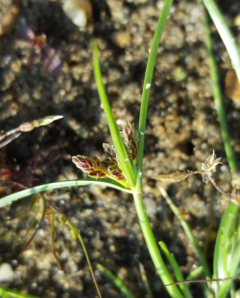Slender Flatsedge photo 6