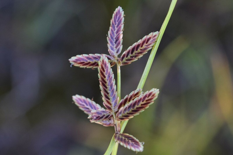 Slender Flatsedge photo 7