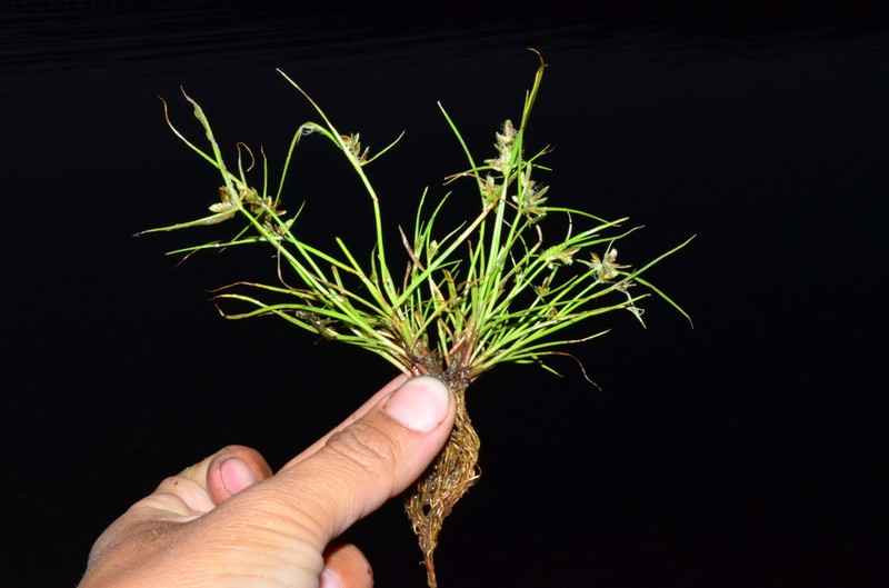 Slender Flatsedge photo 8