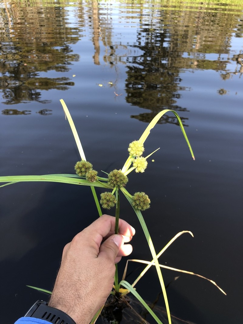 Cuban Bulrush