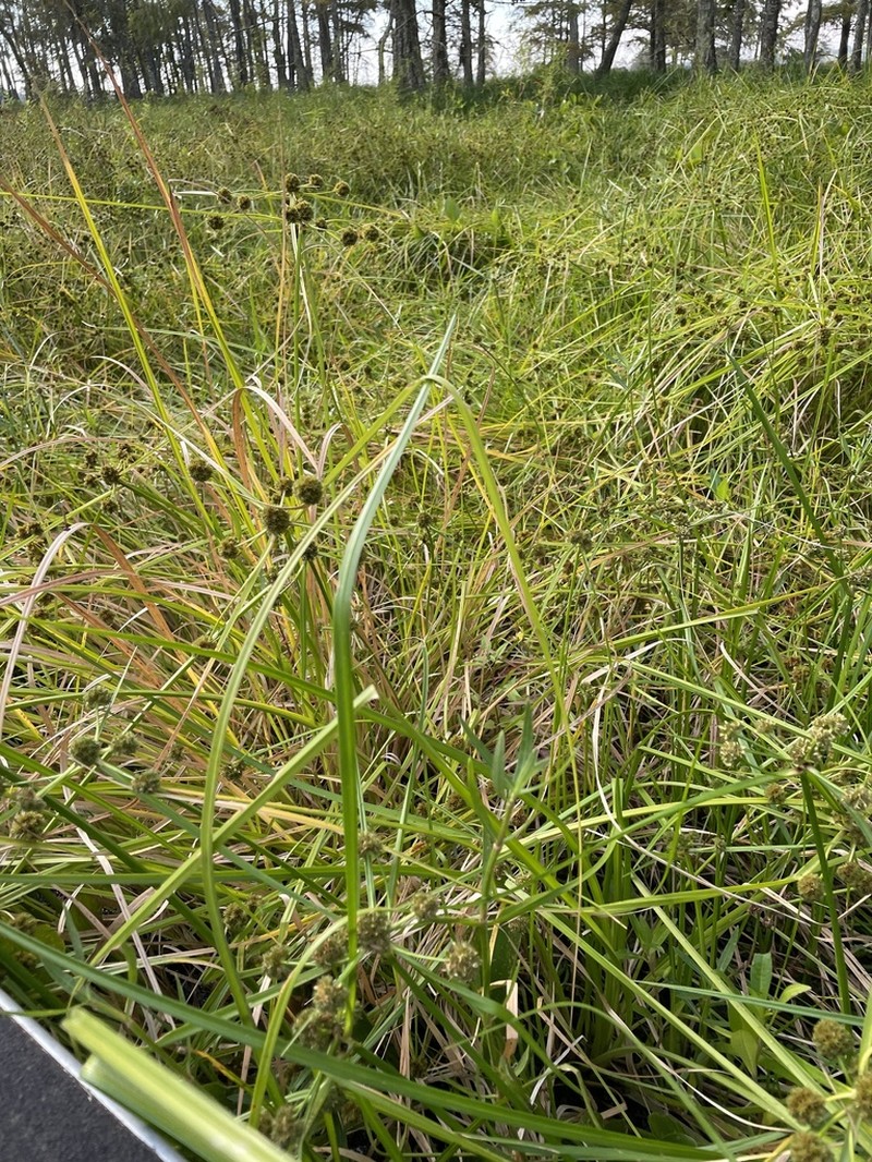 Cuban Bulrush photo 2