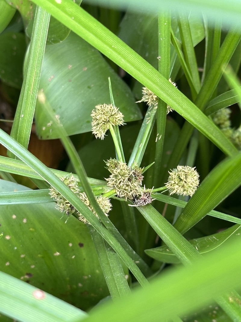 Cuban Bulrush photo 3