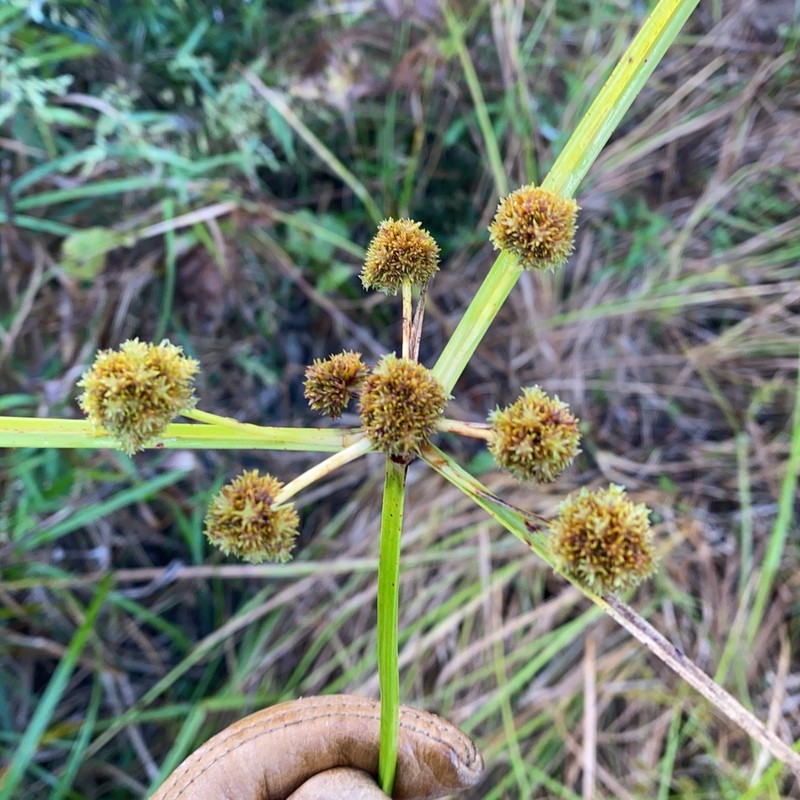 Cuban Bulrush photo 4