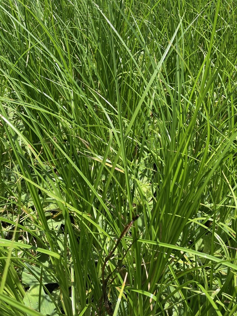 Cuban Bulrush photo 5