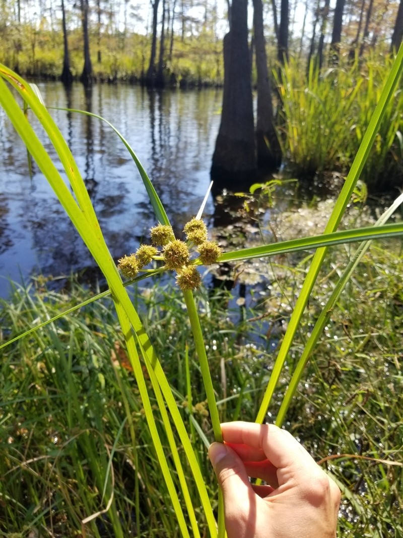 Cuban Bulrush photo 6