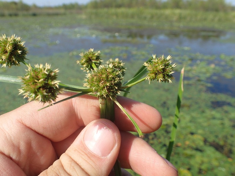 Cuban Bulrush photo 7