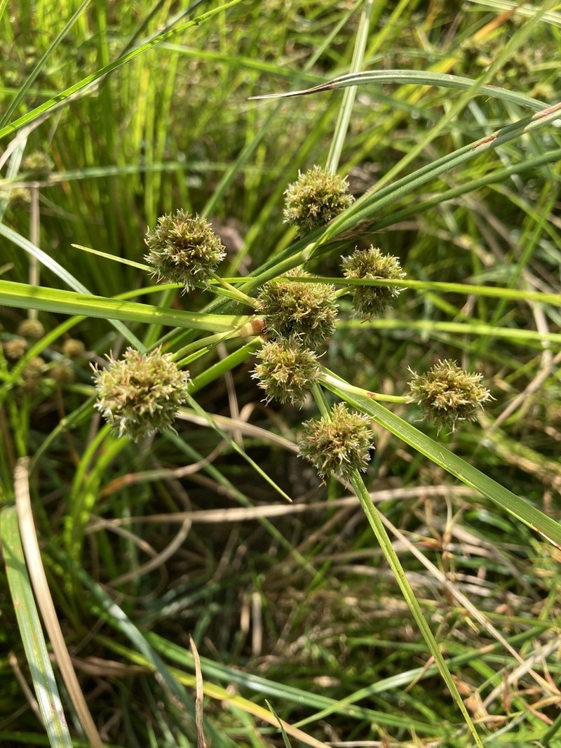 Cuban Bulrush photo 8