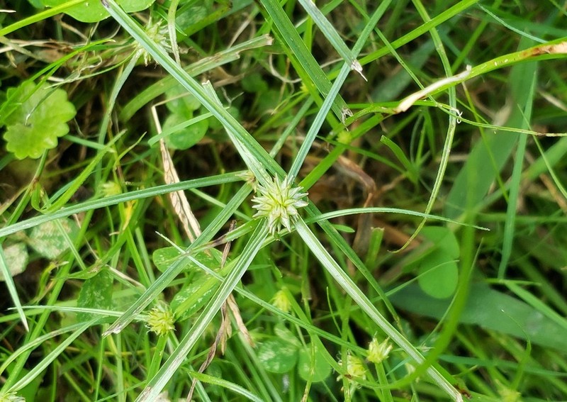 Pasture Spikesedge