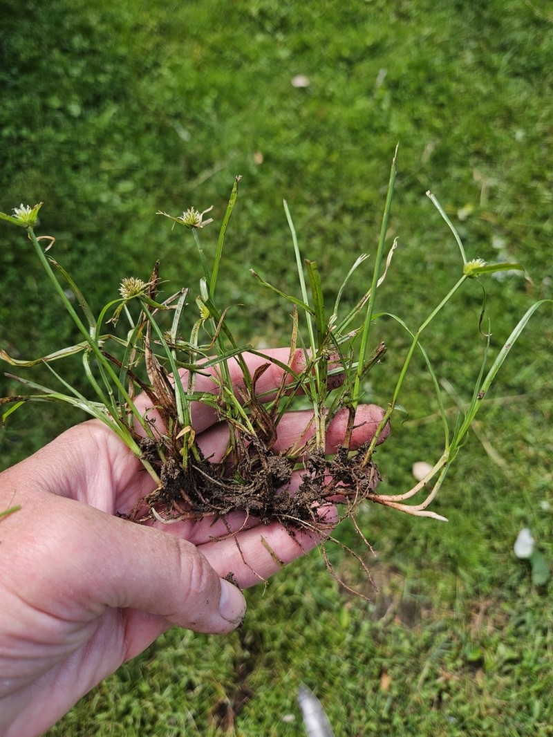 Pasture Spikesedge photo 2