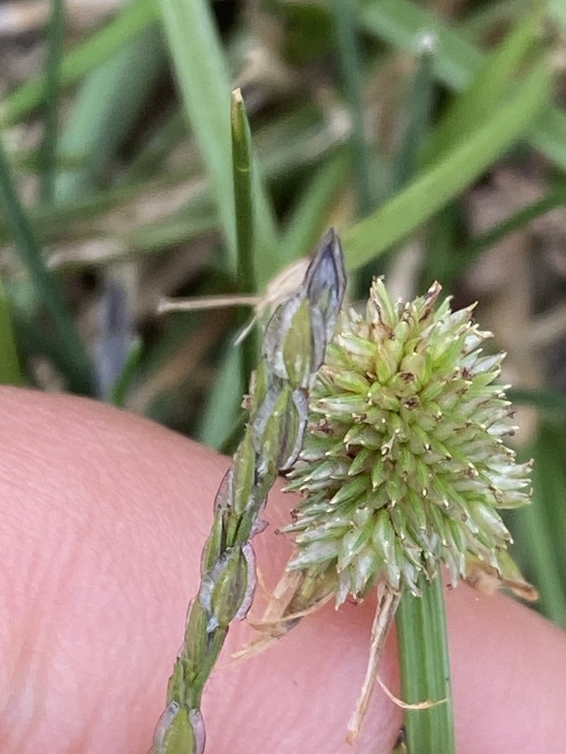 Pasture Spikesedge photo 3