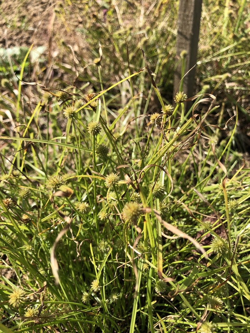 Pasture Spikesedge photo 4