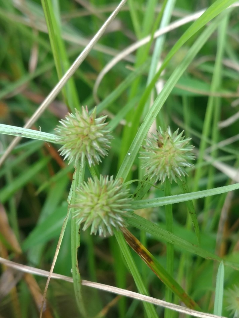 Pasture Spikesedge photo 5