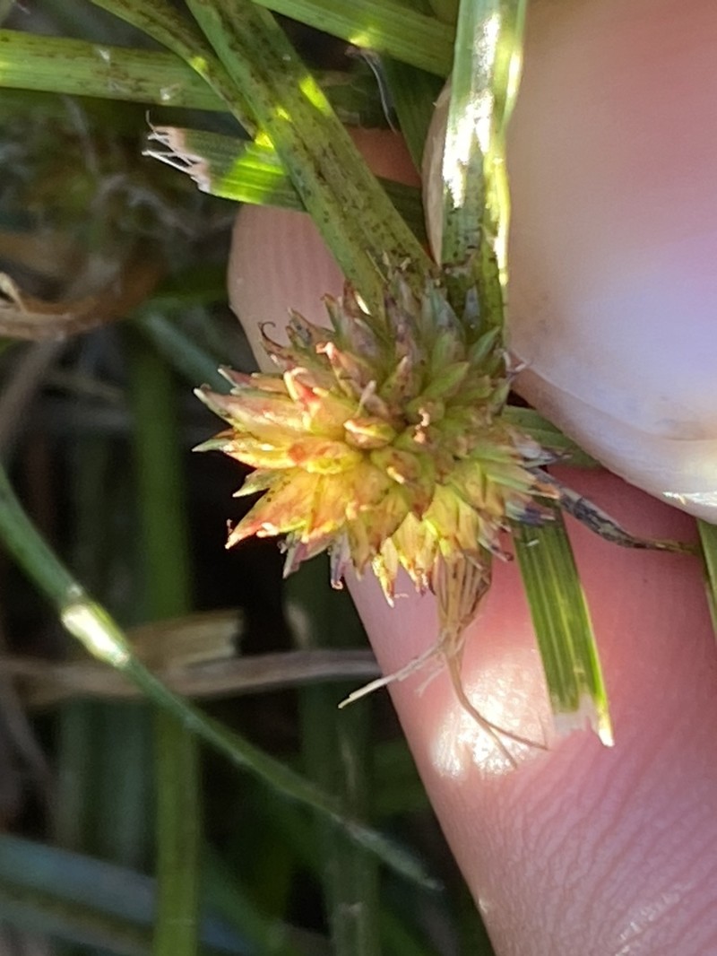 Pasture Spikesedge photo 6