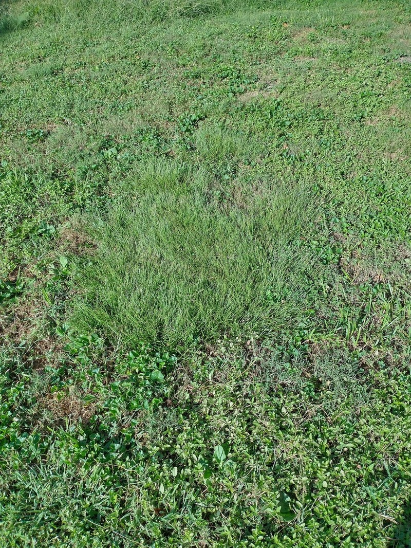 Pasture Spikesedge photo 7