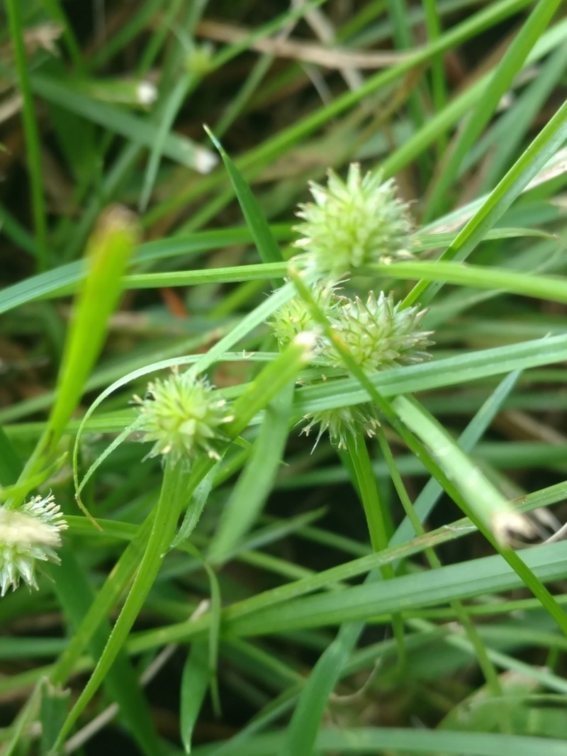 Pasture Spikesedge photo 8