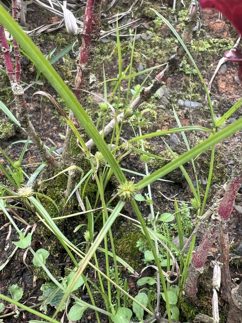 Shortleaf Spikesedge