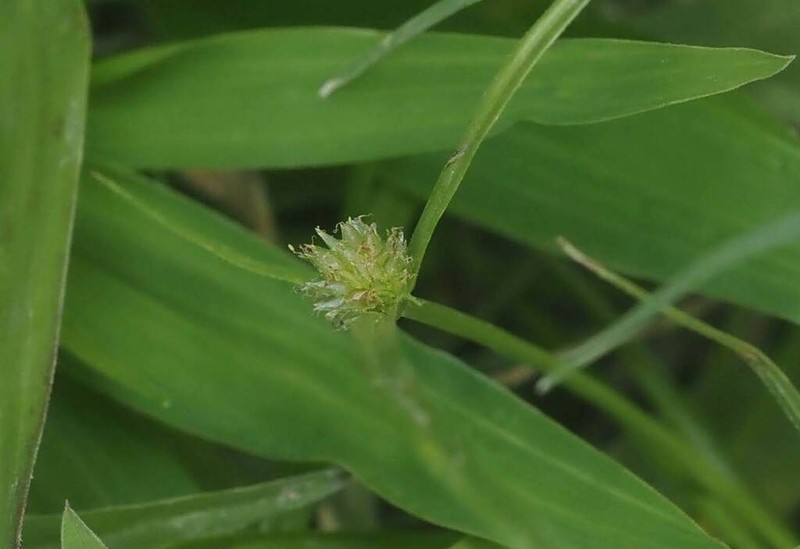 Shortleaf Spikesedge photo 2