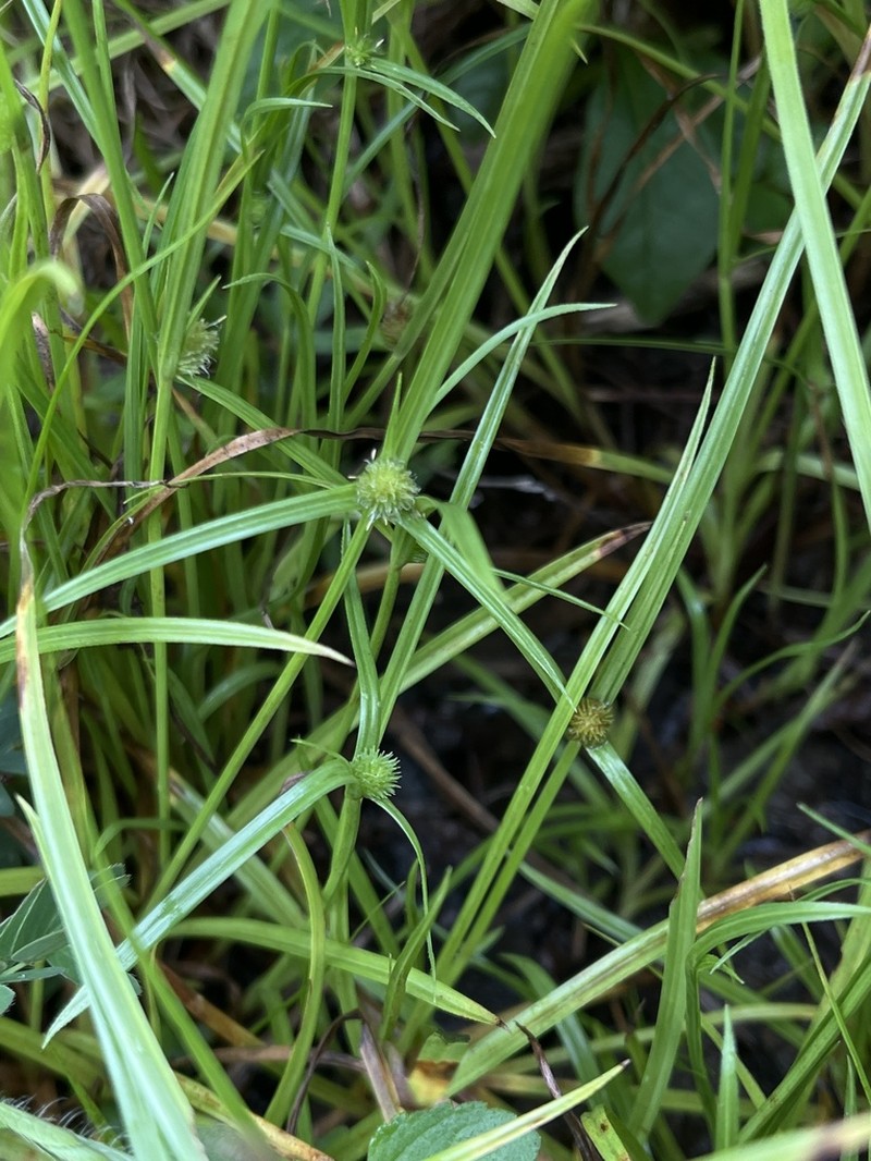 Shortleaf Spikesedge photo 3