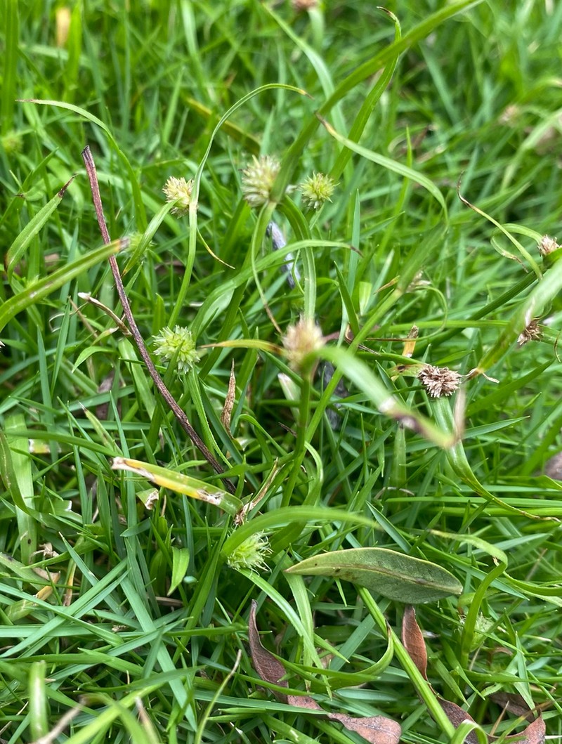 Shortleaf Spikesedge photo 4