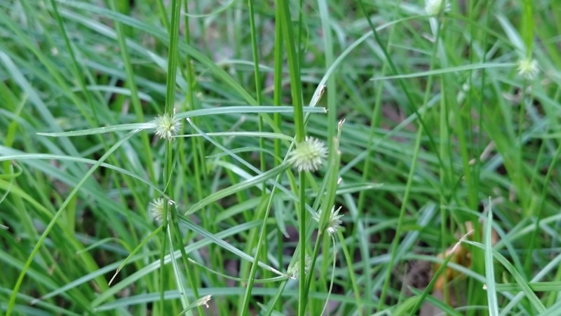 Shortleaf Spikesedge photo 5