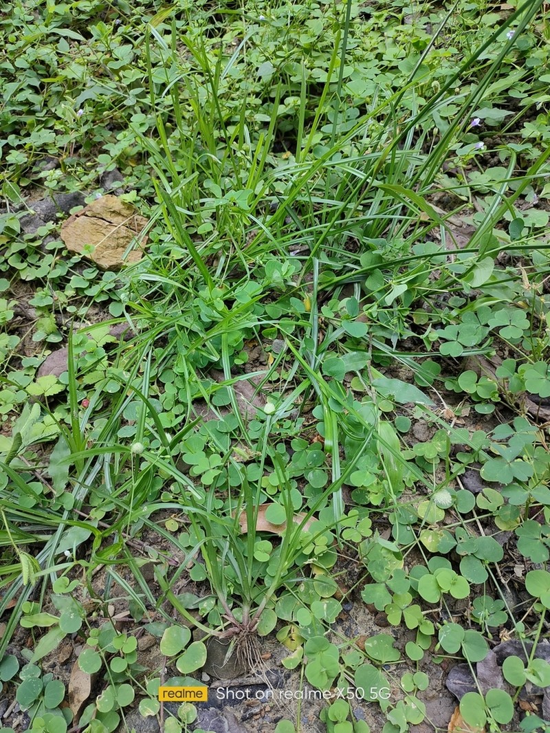 Shortleaf Spikesedge photo 6