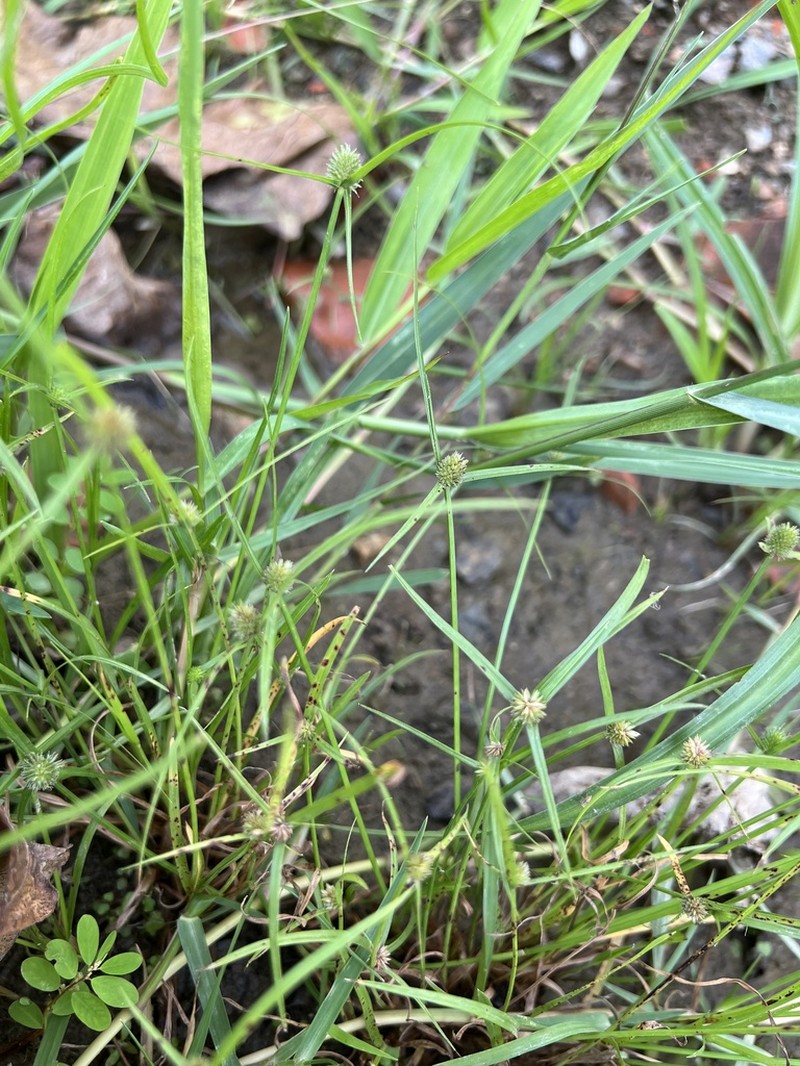 Shortleaf Spikesedge photo 7
