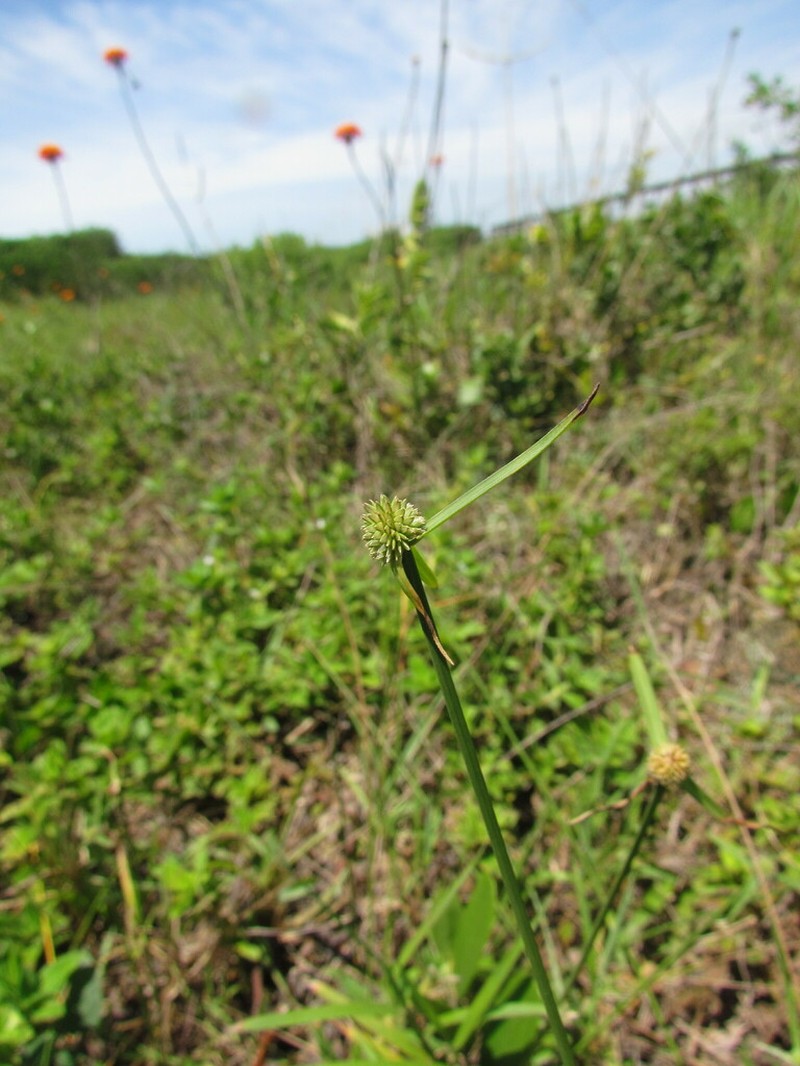 Shortleaf Spikesedge photo 8