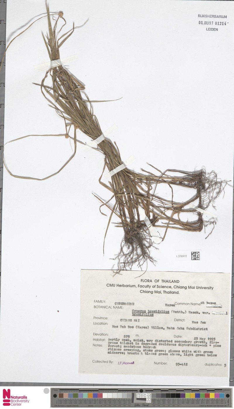 Cyperus brevifolius var. brevifolius
