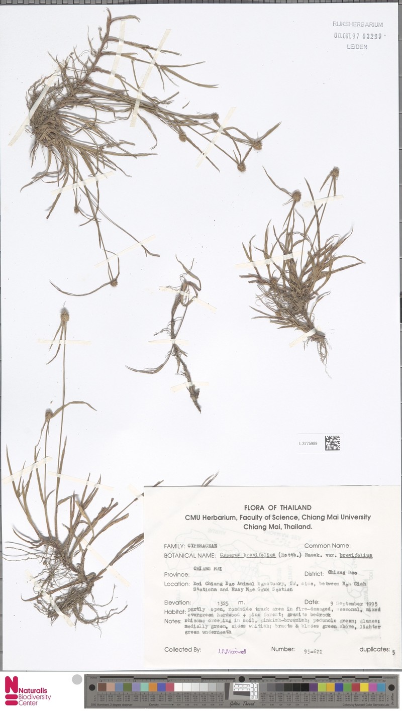 Cyperus brevifolius var. brevifolius photo 2