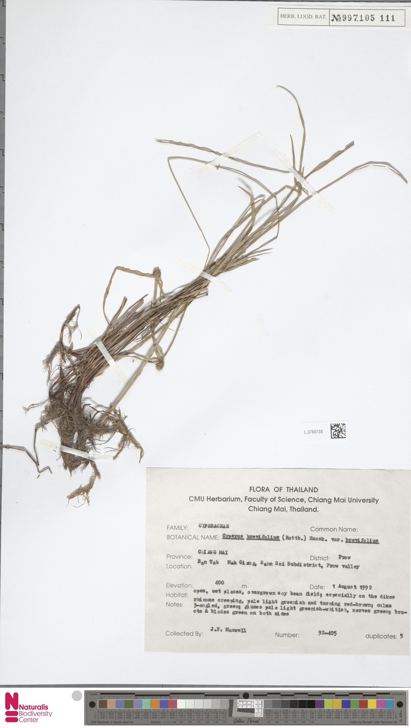 Cyperus brevifolius var. brevifolius photo 3