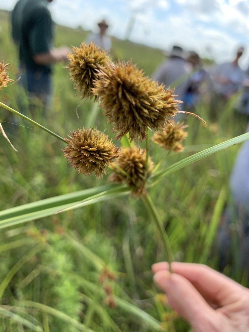 Buttonbush Flatsedge
