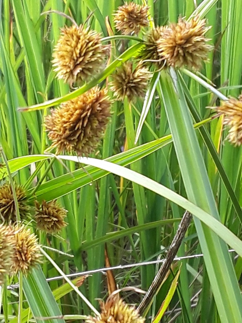 Buttonbush Flatsedge photo 3