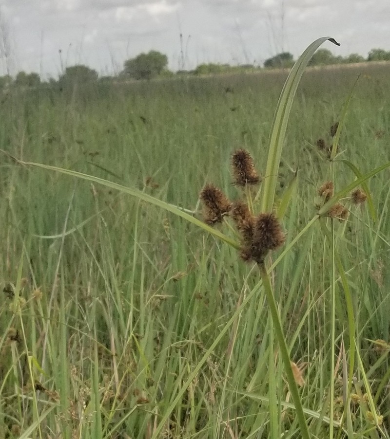Buttonbush Flatsedge photo 4