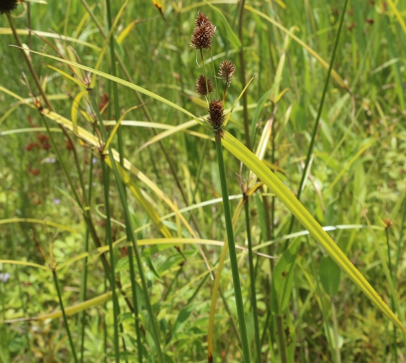 Buttonbush Flatsedge photo 5