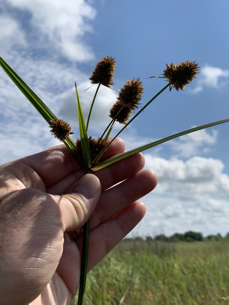 Buttonbush Flatsedge photo 6