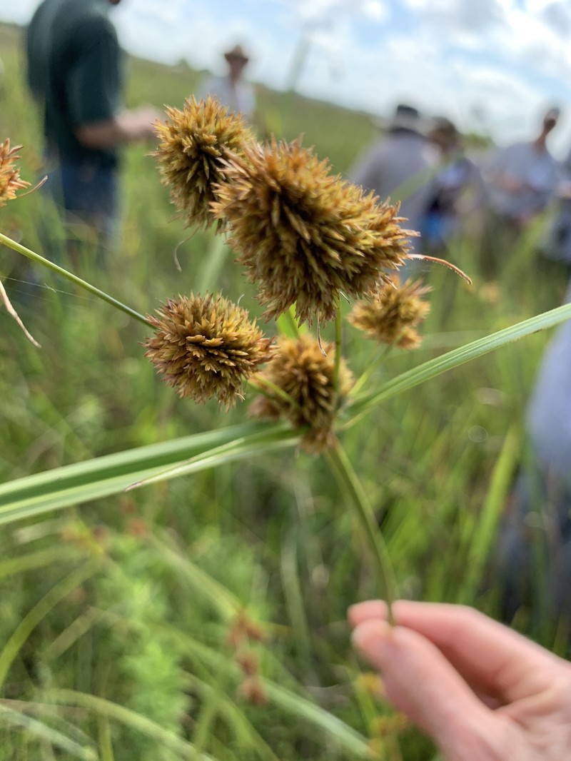 Buttonbush Flatsedge photo 7