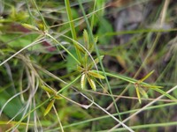 Poorland Flatsedge